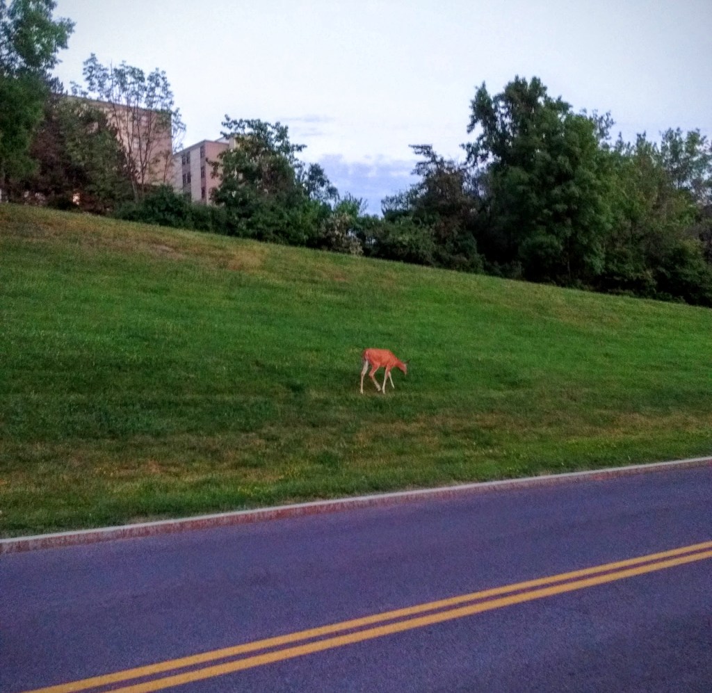 IMG_20160616_204854606